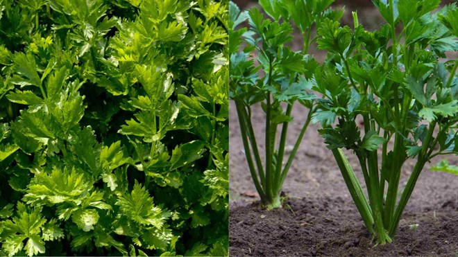 Celery has a water content of about 95%, helping to cool down the summer. Graphic photo: Tue Nhi.