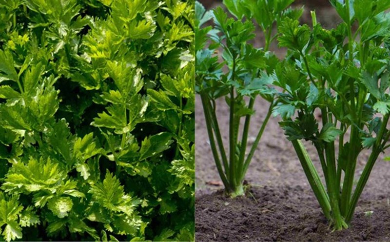 Celery has a water content of about 95%, helping to cool down the summer. Graphic photo: Tue Nhi.