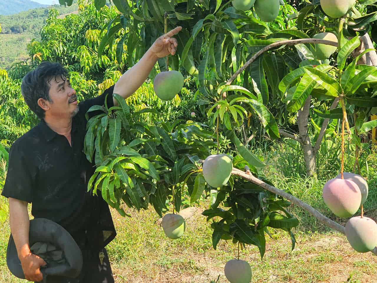 Farmers are struggling because the Australian mango crop is in the harvest season but the selling price has dropped sharply. Photo: Huu Long