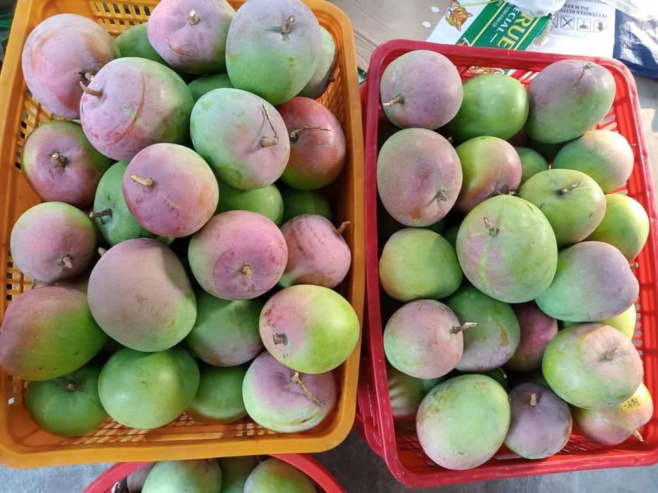 Gia xoai Uc o huyen Cam Lam tung dao dong tu 30.000 - 40.000 dong/kg, tham chi 50.000 dong/kg thi nay chi con 6.000 - 8.000 dong/kg. Anh: Huu Long