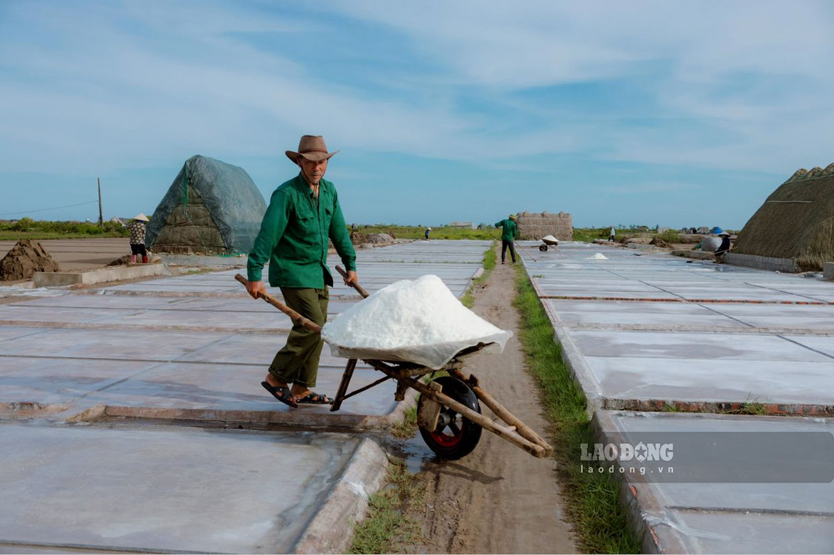 Thu hoạch muối ở cánh đồng muối Bạch Long. Ảnh: Hà Vi