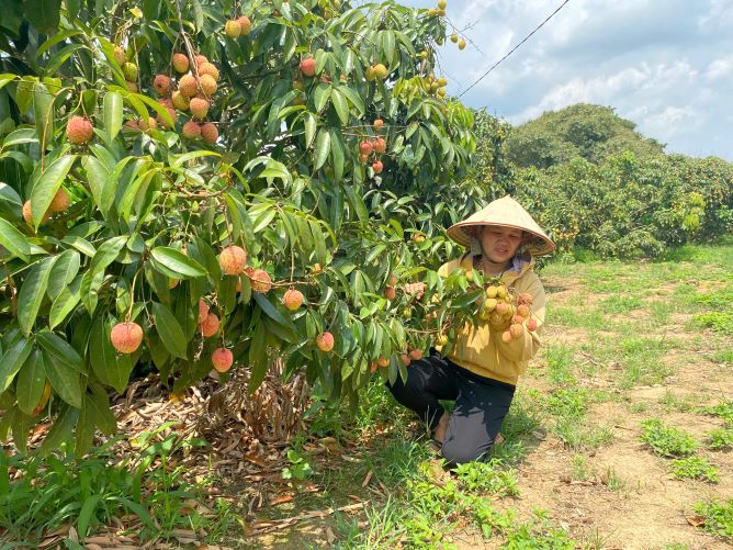 People are happy because the fabric has a good harvest and good price. Photo: Thanh Quynh