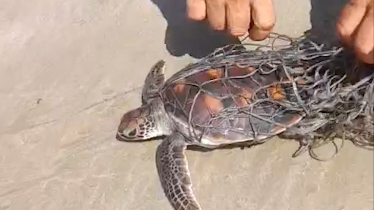 Sea turtles caught in nets were rescued and released into the natural environment in Con Dao. Photo: Provided by the Ministry of National Defense