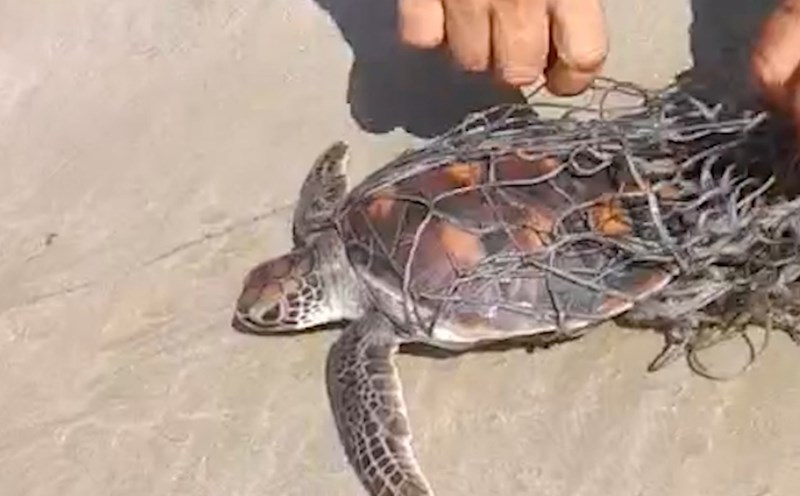 Sea turtles caught in nets were rescued and released into the natural environment in Con Dao. Photo: Provided by the Ministry of National Defense