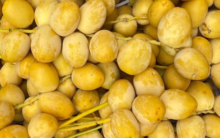 dates are said to be able to help reduce uric acid, helping to prevent kidney stone formation. Photo: Kieu Vu