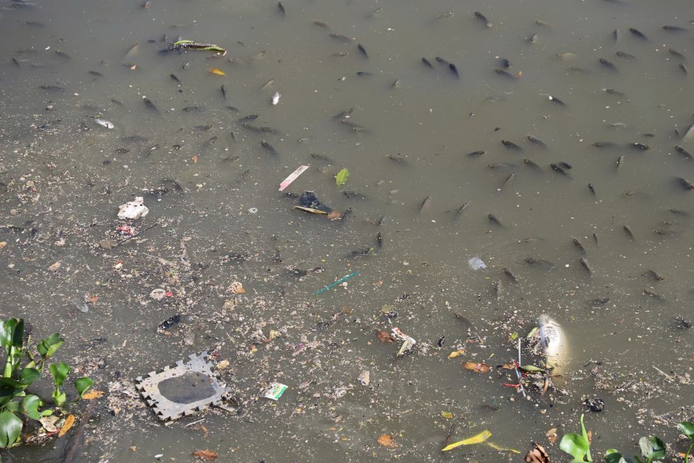 Cerca de la muerte de peces flotando en blanco en el canal de la quema de los peces en la ciudad de Hubei