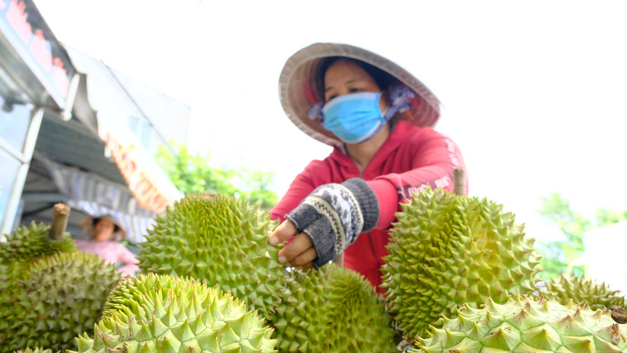 Gia sau rieng giam nhieu so voi cung ky nhung neu ap dung quy trinh san xuat hop ly, nong dan van co lai. Anh: My Ly