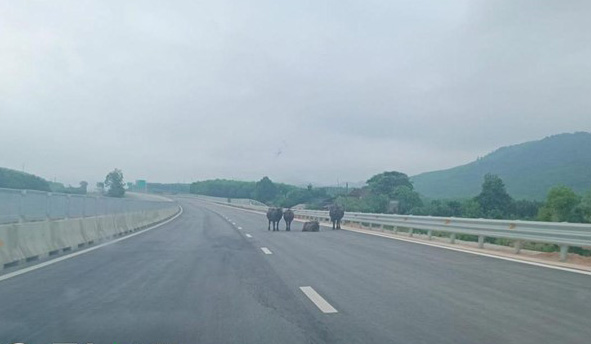 Trau vao cao toc o huyen Cam Xuyen, tinh Ha Tinh hom 1.5. Anh: Tai Nguyen.