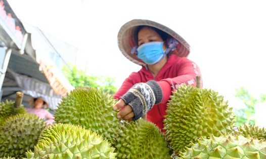 Vùng trồng sầu riêng ở huyện Phong Điền, TP Cần Thơ. Ảnh: Mỹ Ly