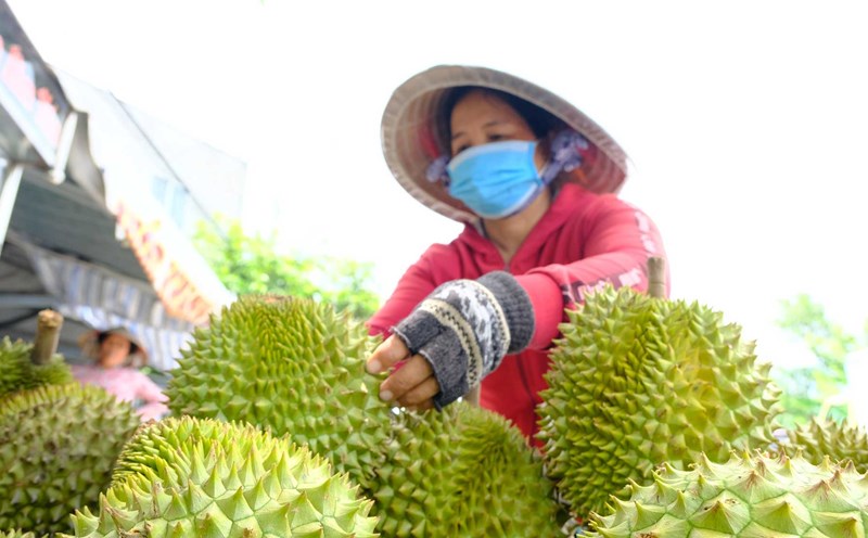 Durian growing area in Phong Dien district, Can Tho city. Photo: My Ly