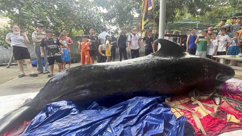 The whale drifted ashore in Quang Ngai and was carried ashore by local people for burial. Photo: Vien Nguyen.