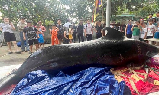Cá voi trôi dạt vào bờ biển Quảng Ngãi được người dân khiêng lên bờ an táng. Ảnh: Viên Nguyễn.