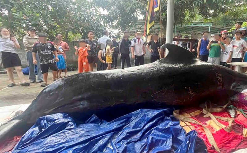 The whale drifted ashore in Quang Ngai and was carried ashore by local people for burial. Photo: Vien Nguyen.