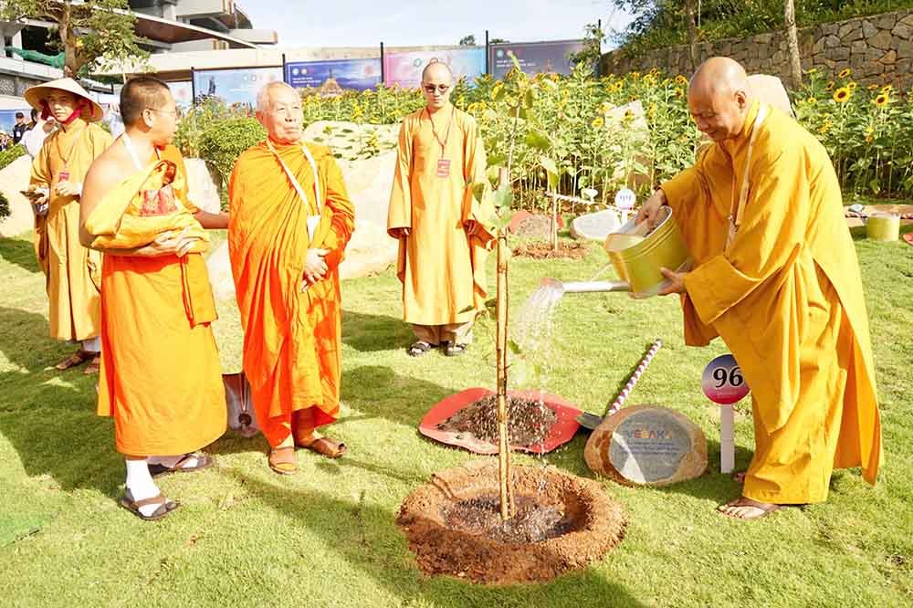 108 orchid trees from India are planted on Ba Den Mountain. Photo: Thanh Vu