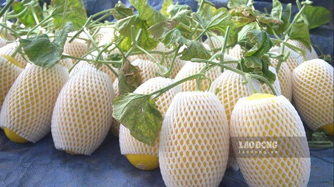 Cantaloupe not only helps cool down summer but is also a fruit with outstanding benefits for bright and healthy eyes. Photo: Nguyen Anh.