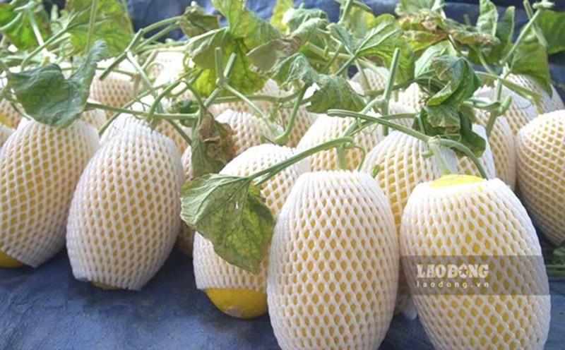 Cantaloupe not only helps cool down summer but is also a fruit with outstanding benefits for bright and healthy eyes. Photo: Nguyen Anh.