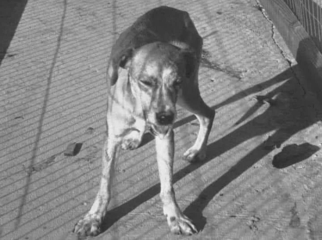 El departamento de Guangnan emitio una alerta urgente ante el riesgo de que perros de compañia no vacunados contraen la rabia y ataquen a personas. Imagen de Fu Cheng