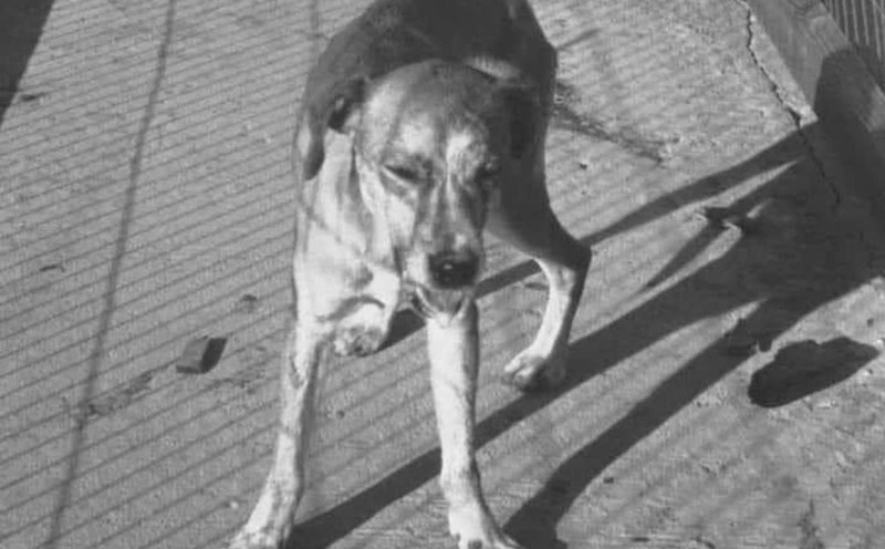 Quang Nam issued an urgent warning about the risk of un vaccinated dogs rabies attacks. Photo: Phuong Tran