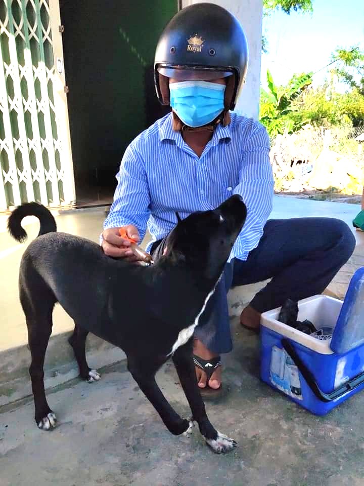 Tiem phong benh dai cho cho o tinh Quang Nam. Anh: Huy Chuong