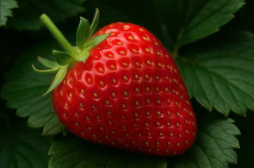 The secret to making the skin naturally beautiful with strawberries. Graphics: Huong Giang