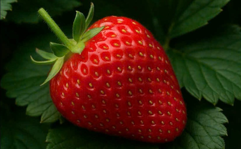 The secret to making the skin naturally beautiful with strawberries. Graphics: Huong Giang