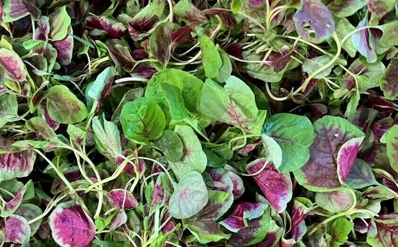 Shrimp or crab- cooked amaranth is a dish to cool the liver, laxatives, and is easy to eat, so it is included in the family's dinner. Photo: Kieu Vu