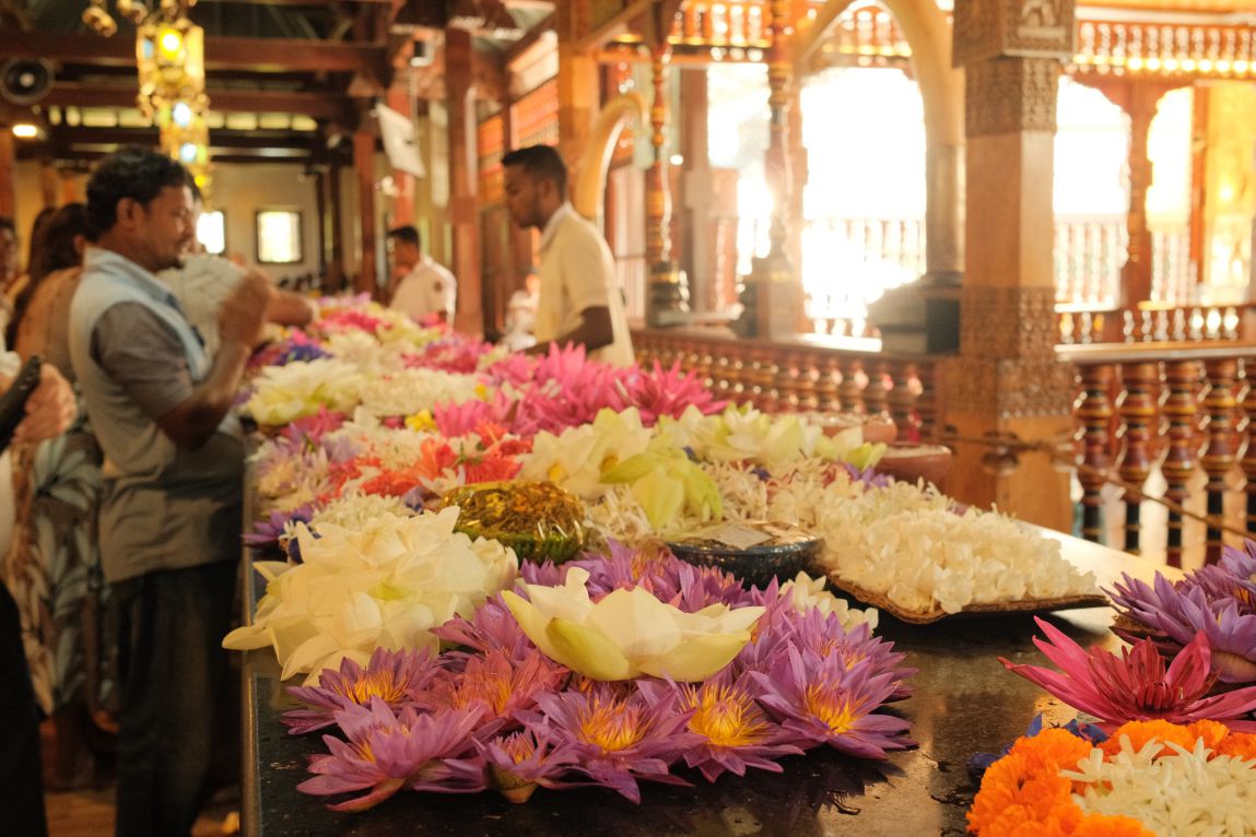Nhung bong hoa sen, sung duoc nguoi dan dang truoc Chinh dien chua Rang Phat.