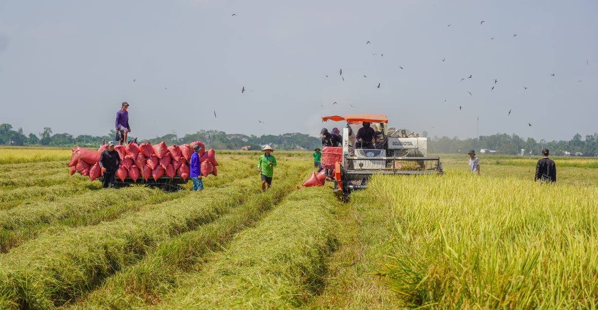 Xâm nhập mặn ở ĐBSCL đã qua đỉnh. Ảnh: Phương Anh.