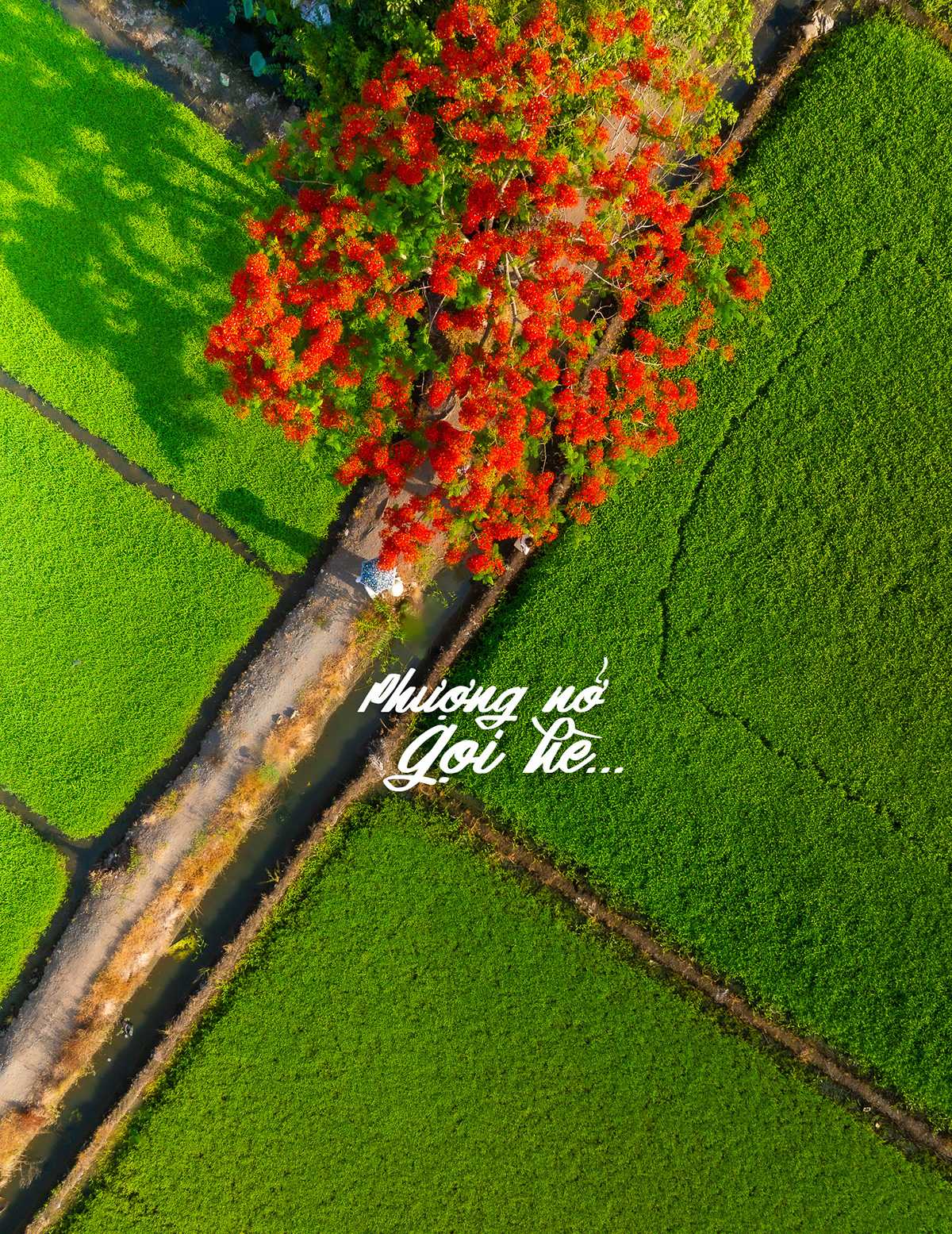 Bo anh Phuong no goi he duoc anh Khoa vua thuc hien tuan qua. “Phuong no goi he, tui minh lai goi nhau xach balo len va di! Mua he khong the thieu nhung tam hinh check-in ruc ro duoi tan phuong do, nang vang va troi xanh bieng biec. He la de rong ruoi, la de luu lai thanh xuan tren tung khung hinh“.