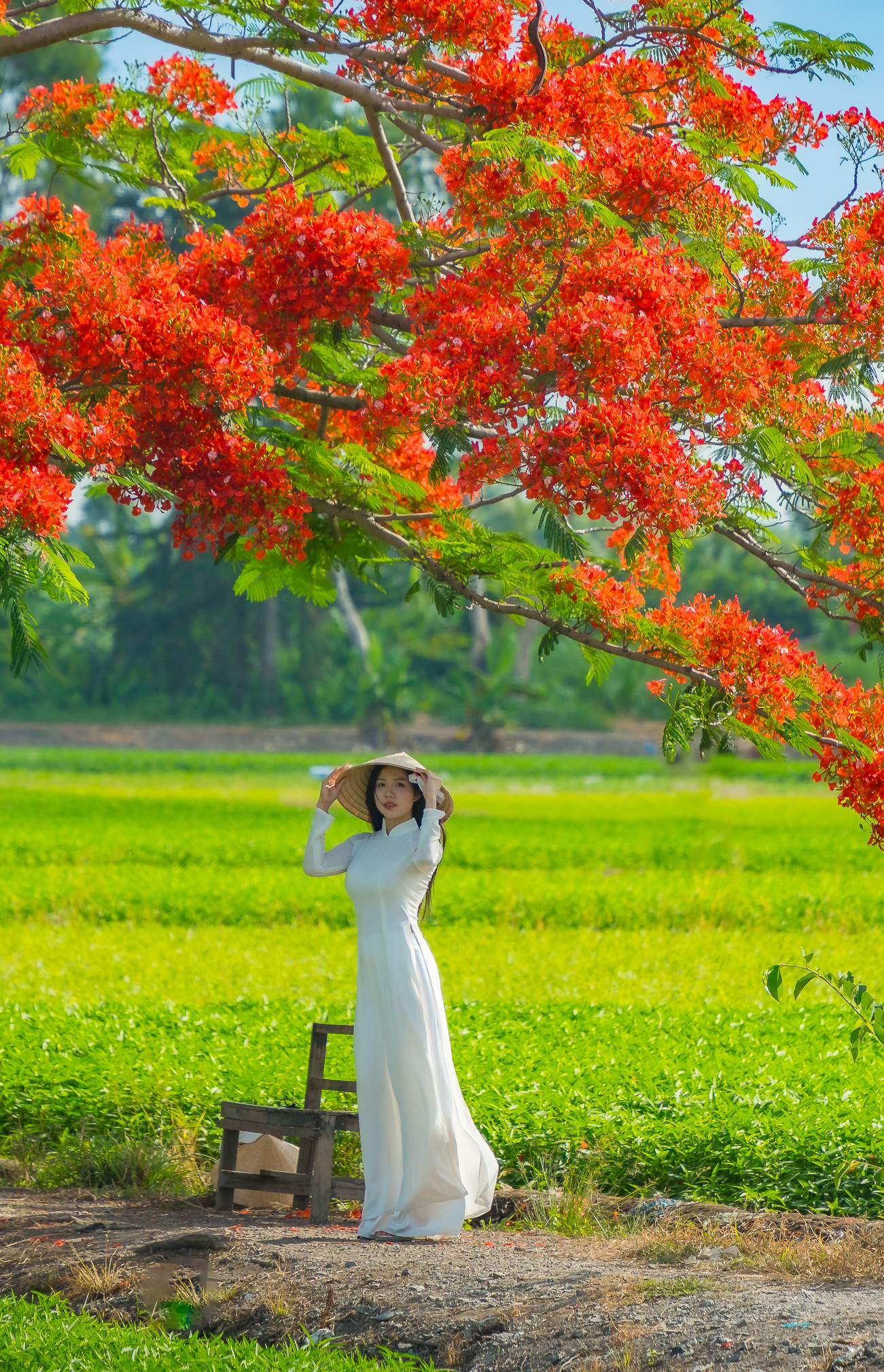 Bong ao dai bay duoi tan “cay phuong co don“. Neu chi nhin anh, hiem nguoi nhan ra quan 12 ngay TP HCM cung co mot dia chi mang phong canh dan da, moc mac nhu vay. Cac ban tre toi day co the sang tao cac phong cach chup anh check-in khac nhau, tu chup ao dai dam tham, dong phuc hoc sinh trong sang, toi cac trang phuc nhi nhanh, tre trung khac...