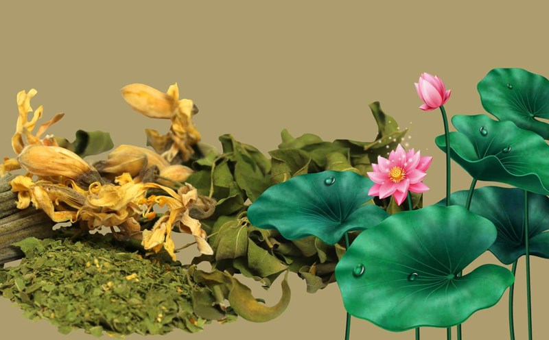 Lotus leaves help reduce blood fat. Graphic photo: Hoang Loc