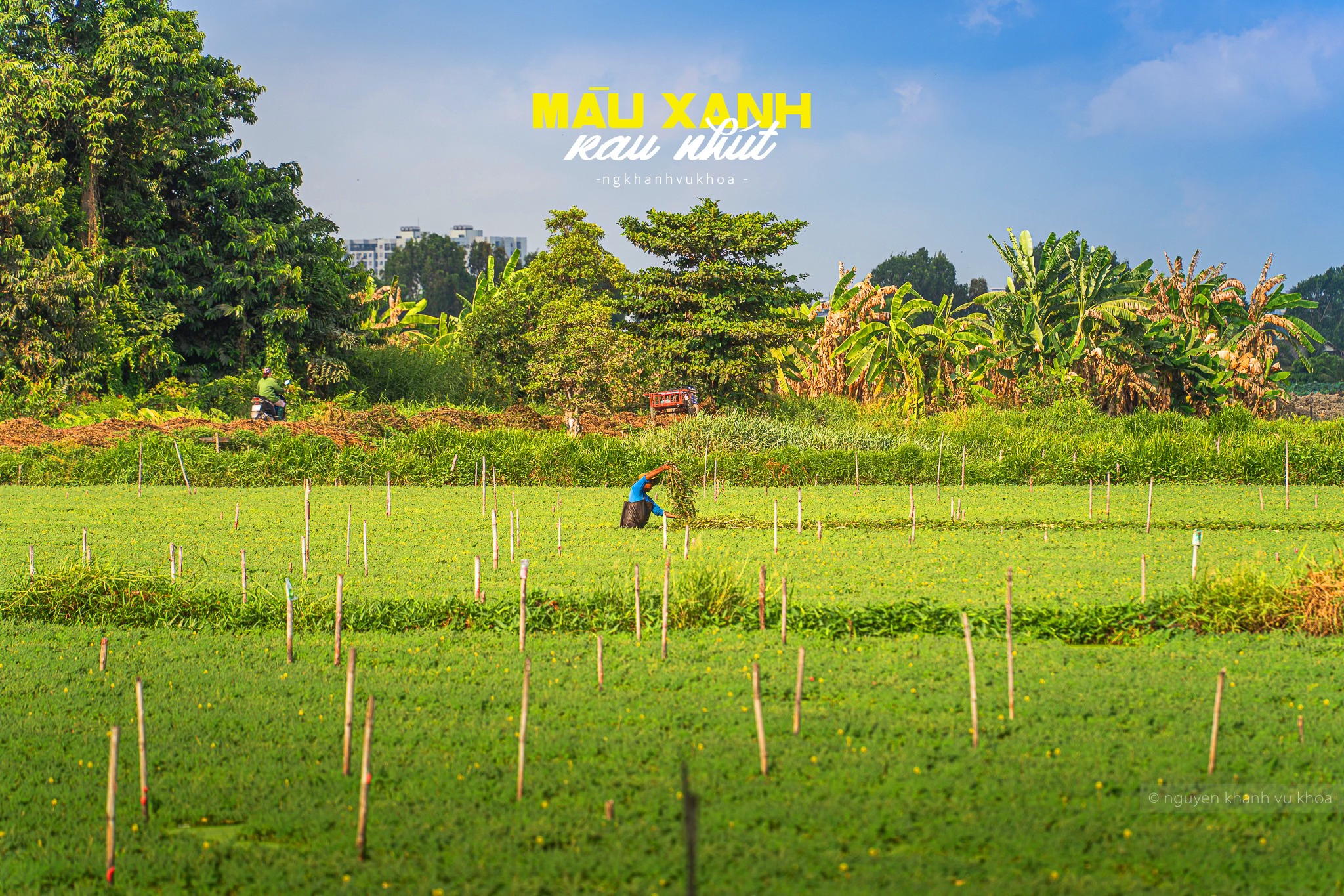 Nghề trồng rau nhút ở quận 12 hình thành khi người trước chỉ cho người sau, dần nơi này thành “làng rau nhút“. Chủ yếu dân ở đây có ruộng hoặc đi thuê ruộng để trồng rau nhút. Đến mùa thu hoạch, mùa lễ tết sẽ làm việc cả ngày lẫn đêm để đủ cung ứng rau cho các điểm mua như chợ đầu mối, nhà hàng, quán ăn... ở TP HCM.