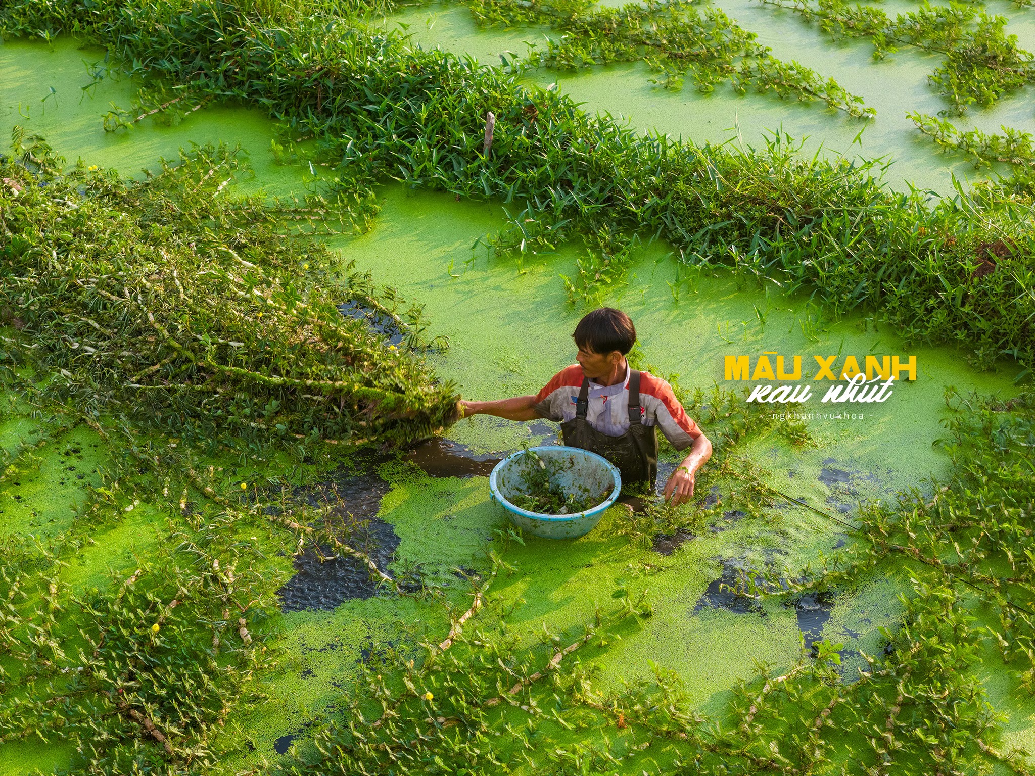 Rau nhút (hay rau rút) thuộc họ đậu, sống trên mặt ao hồ đầm. Lá cây này giống như lá me nhưng nhỏ hơn, thân cây dày chia khúc như những chiếc phao giúp cây nổi lên trên mặt nước. Rau nhút có vị dai, giòn thường để nấu các món lẩu, canh chua, canh cá... vì có mùi thơm đặc trưng.