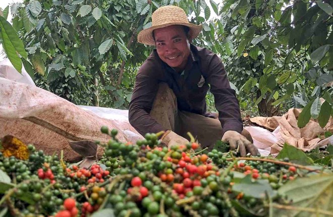 Dak Nong people harvest pepper. Photo: Duc Hung