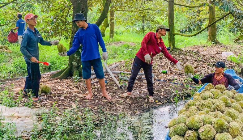 Toan huyen Ke Sach (tinh Soc Trang) co khoang 2.500 ha sau rieng.