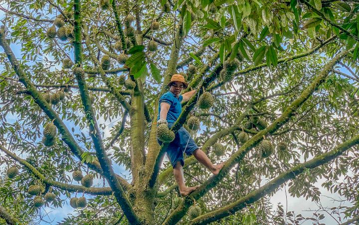 Ke Sach district is the largest durian growing area in Soc Trang province. Photo: Phuong Anh