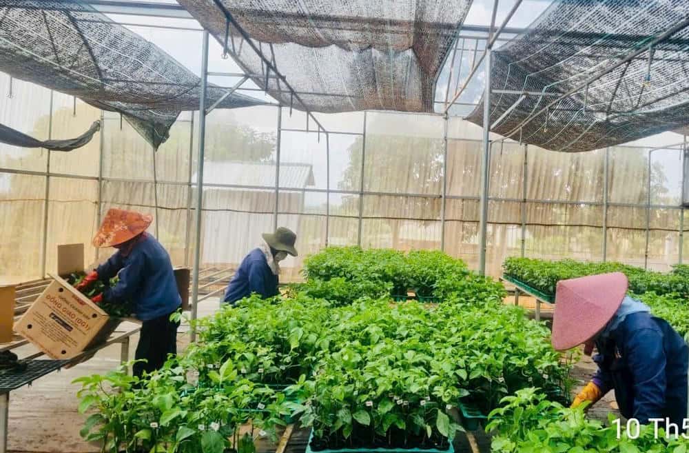 Un trabajador agricola, que proporciona variedades de frutas de pasion para la gente de Gia Lai. Foto: Thanh Tuan