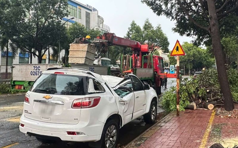 The authorities quickly handled the large star tree that fell in the thunderstorm in Vung Tau. Photo: Thanh An