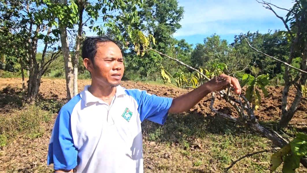 Jardin de cafe de las personas que carecen de agua en el canal de riego abandonado. Foto: Thanh Quynh