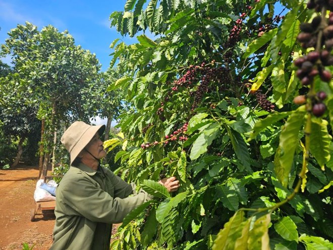 Nông dân Đắk Lắk trồng cây cà phê đa thân để chống biến đổi khí hậu