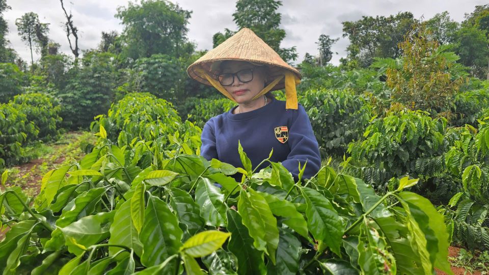 Vuon ca phe cua ba H Nhung Mlo tuoi xanh. Anh: Thanh Quynh