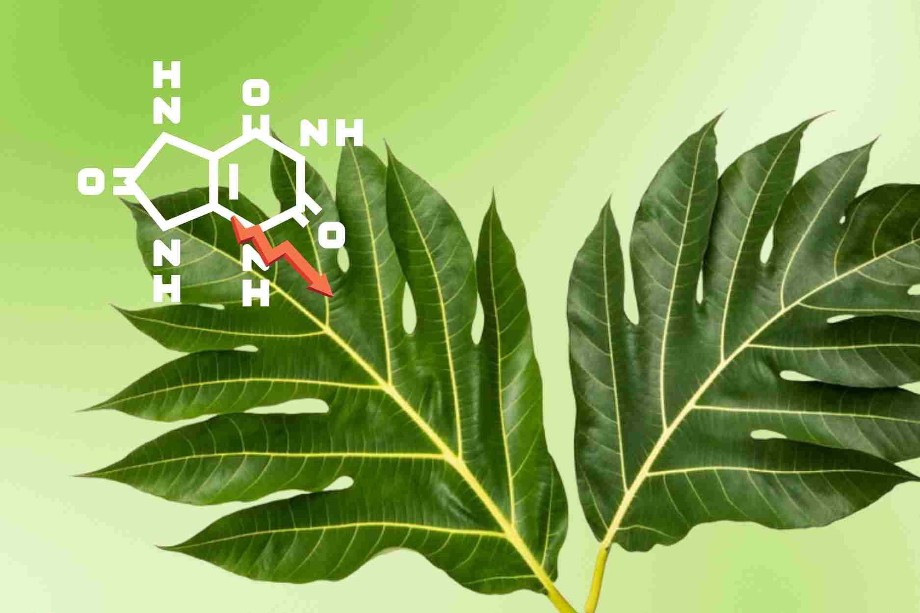 Unexpected discovery of medicinal leaves that help eliminate uric acid, cool down effectively