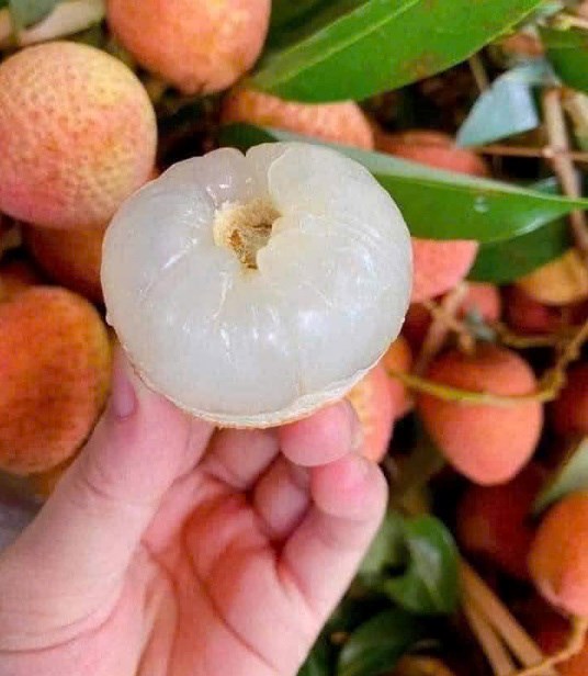 Cách làm trà vải tươi giúp thanh nhiệt, giải độc hiệu quả