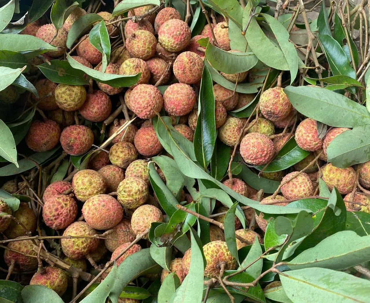 If the seaweed is properly preserved, it will last for many days, without fear of damage. Photo: Quang Minh.