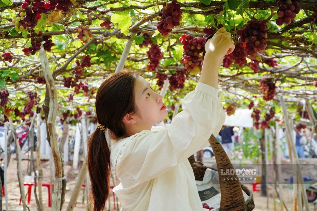 Visitors jostle to visit the winery in Ninh Thuan. Photo: Anh Duc