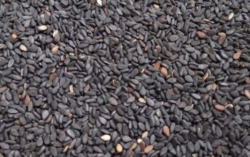 Black sesame has many health benefits, especially in protecting the liver and kidneys. Photo: Pham My.