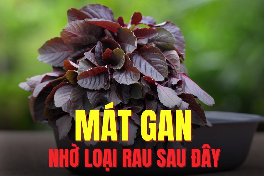 Amaranth helps cool the liver and cool the body. Graphics: Tra My