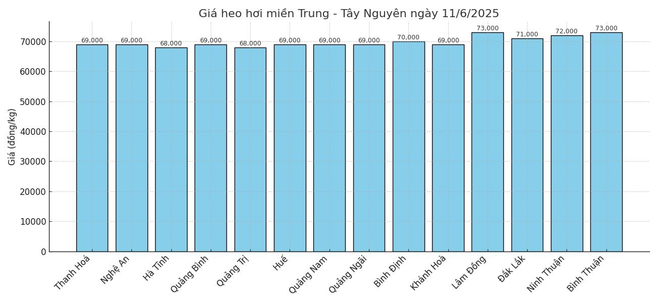Gia heo hoi hom nay 11.6 khu vuc mien Trung - Tay Nguyen. Do hoa: Thuy Linh.