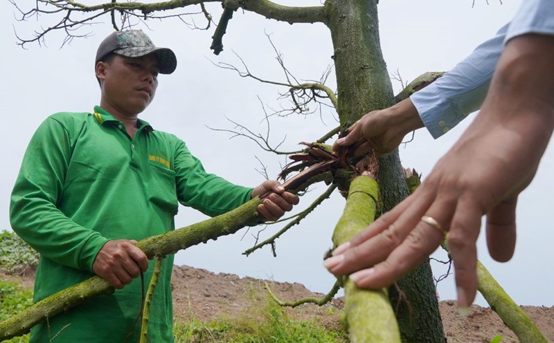 The billion-dollar durian garden is unfinished and dead next to the Can Tho - Ca Mau expressway