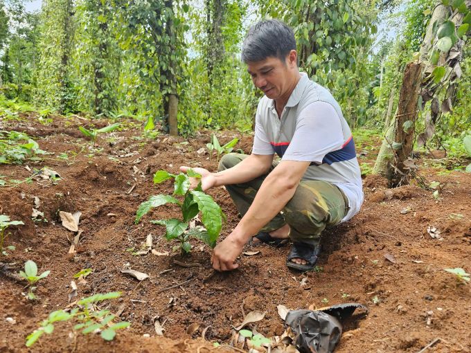 Cay ca phe van duoc nong dan lua chon de trong. Anh: Thanh Quynh